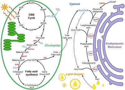 Enhancing microalgal lipid accumulation for biofuel production